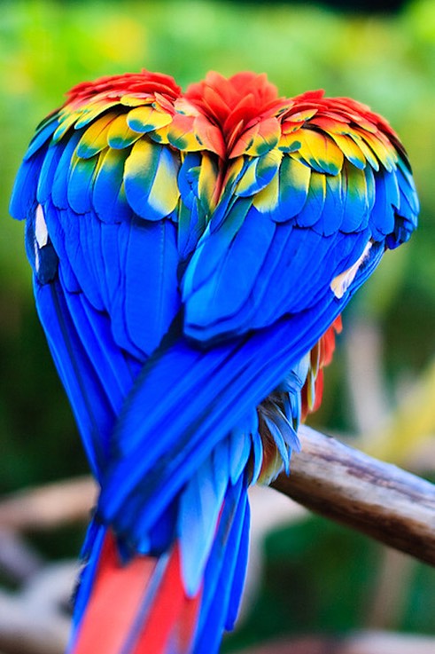 "Scarlet Heart" Scarlet Macaw